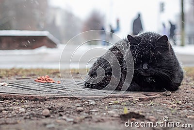 Homeless black cat sleeping under the snow Stock Photo