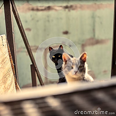 Homeless black cat in urban space. The black cat is watching. Stock photo of a stray animal Stock Photo