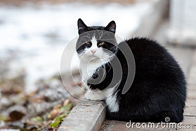 A homeless black cat with a white muzzle sits on a tile in a park Stock Photo