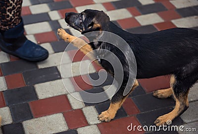 Homeless black puppy gives in animal shelter. A mongrel puppy is looking for a home, waiting for family to adopt dog. Homeless sma Stock Photo