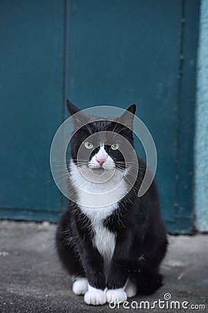 homeless black with white cat sitting Stock Photo