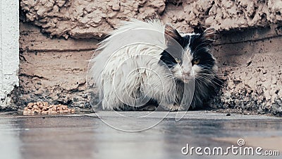 A homeless black and white cat Stock Photo