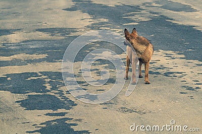 Homeless brown dog on the road. mixed breed dog Stock Photo