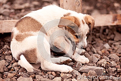 A homeless brown small dog eating something on the ground Stock Photo