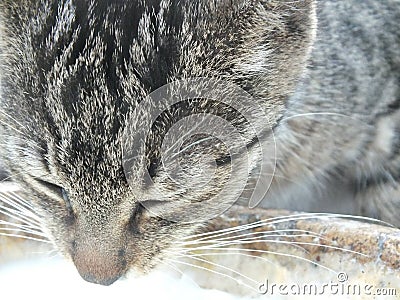 Homeless Cat And His Tear Stock Photo