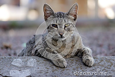 Homeless cat infected with feline herpesvirus or chlamydiosis Stock Photo