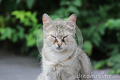 homeless cat infected with feline herpesvirus - Feline viral rhinotracheitis or chlamydiosis - Chlamydia psittaci with eyes conjun Stock Photo