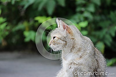homeless cat infected with feline herpesvirus - Feline viral rhinotracheitis or chlamydiosis - Chlamydia psittaci with eyes conjun Stock Photo