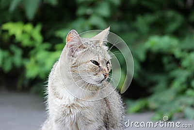 homeless cat infected with feline herpesvirus - Feline viral rhinotracheitis or chlamydiosis - Chlamydia psittaci with eyes conjun Stock Photo