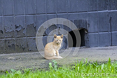 Homeless cat on the street. Red hungry lonely cat sits on the streets. Homeless street pets Stock Photo