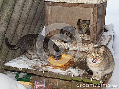 Homeless cats in winter near a street kennel eat sponsored food Stock Photo