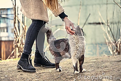 Homeless cute cat loves when a girl strokes him. Homeless animals protection concept. A spotted loving cat loves affection. Love Stock Photo