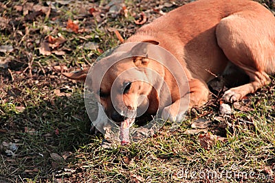 A homeless dog eats a bone in the street Stock Photo