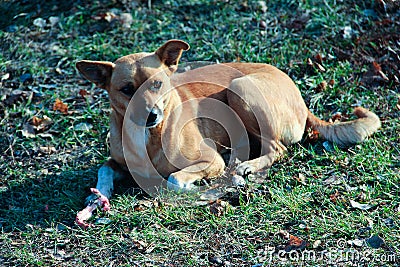 A homeless dog eats a bone in the street Stock Photo