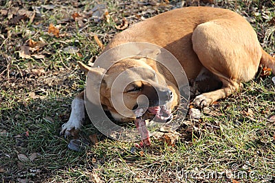 A homeless dog eats a bone in the street Stock Photo