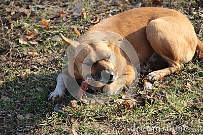 A homeless dog eats a bone in the street Stock Photo