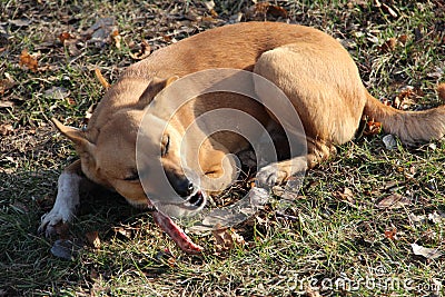 A homeless dog eats a bone in the street Stock Photo