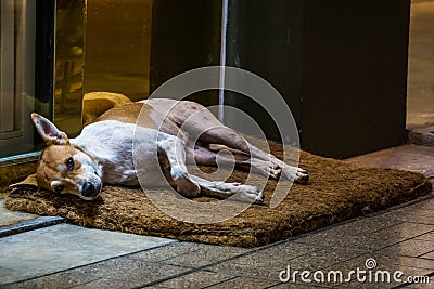 Homeless dog lie on foot mat infront of shop Stock Photo