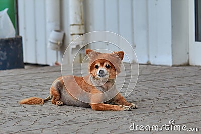 The homeless dog. The dog lies on the ground. Old dog with a sad look. Red-haired dog on the street. The old doggy lies on the si Stock Photo