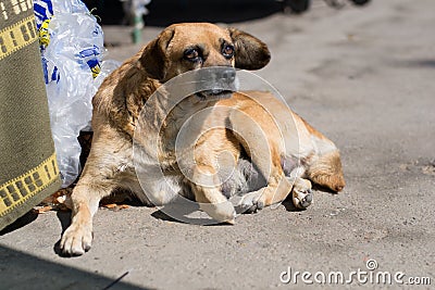 Homeless dog looks plaintively lying on the asphalt Stock Photo