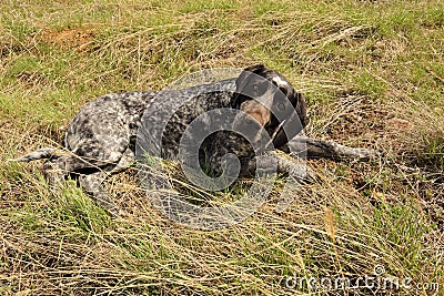 Homeless dog relaxing in the garden. cute dog enjoying the sun in the woods Stock Photo