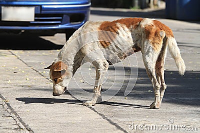 Homeless dog on the road Stock Photo