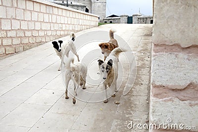 Homeless dogs in the city Stock Photo