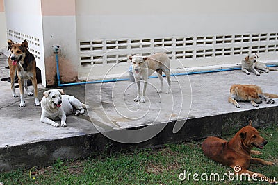 Homeless dogs Stock Photo