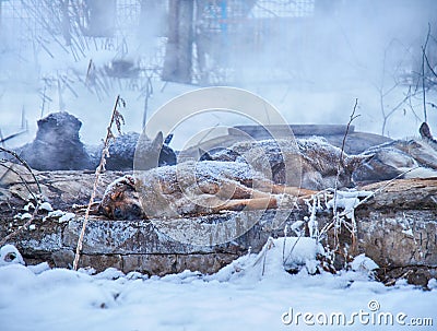 Homeless dogs in winter Stock Photo