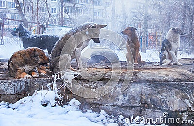 Homeless dogs in winter Stock Photo