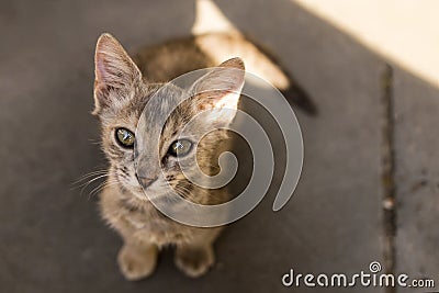 Cute little kitten looks upward Stock Photo