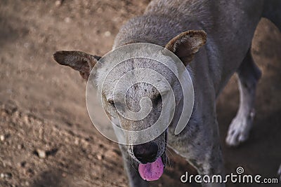 Homeless and helpless street dog in dirty background Stock Photo