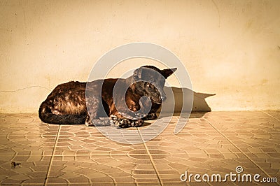 Homeless and hungry dog Stock Photo