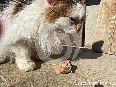 Homeless hungry poor sick white cute kind good cat with diseases and bald torn hair. Concept: helping homeless pets at the shelter Stock Photo