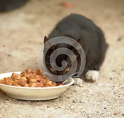 Homeless kitten eats food Stock Photo