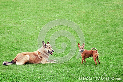 Homeless and pedigreed little dog toy terrier, copy space. Friendship of different dogs, place for text Stock Photo