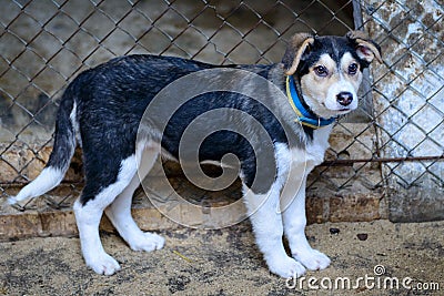 Homeless puppy in shelter Stock Photo