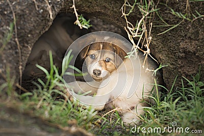 Homeless puppy or Slag dog sleeping in nature cave looking for adoption, Stock Photo