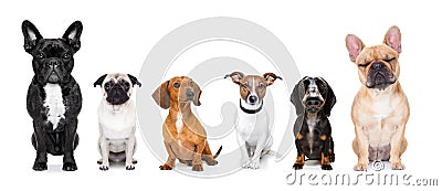 Homeless row of dogs to adopt Stock Photo