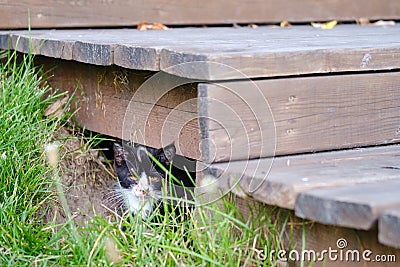 A homeless sick cat hides in a shelter in the grass from people, pet problems Stock Photo