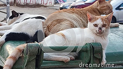 homeless sick cats lie on a trash container Stock Photo