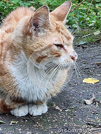 Homeless sick red with white cat Stock Photo