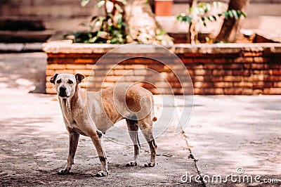 Homeless sick street dog, Rabies infection risk on abandoned dog Stock Photo