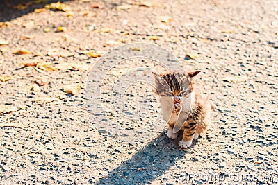 Homeless sick unfortunate little kitten on the street Stock Photo