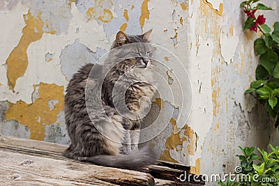 Homeless sleepy cat cute mammal portrait sitting pose near grunge textured slum back street wall outdoor Stock Photo