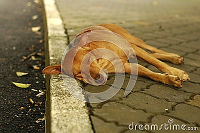 Homeless stray dog Stock Photo