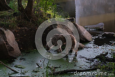 Homeless stray dog abandoned on dirty street Stock Photo