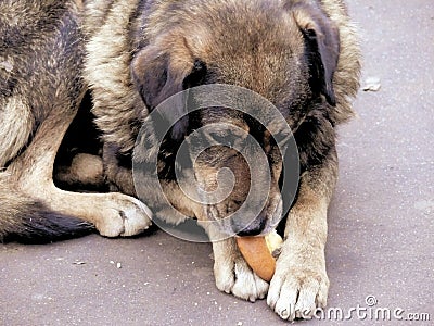 Homeless. Stray dog. A head of a dog. Stock Photo