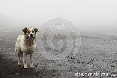 Homeless stray dog waiting on the road Stock Photo