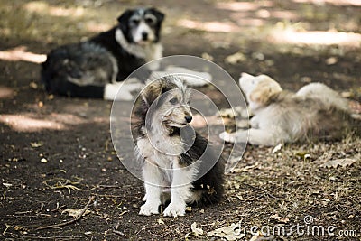 Homeless stray small dog outdoors. Cute three dogs. Family. Stock Photo